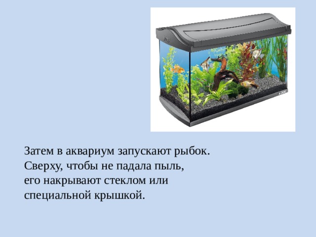 Затем в аквариум запускают рыбок. Сверху, чтобы не падала пыль, его накрывают стеклом или специальной крышкой. 