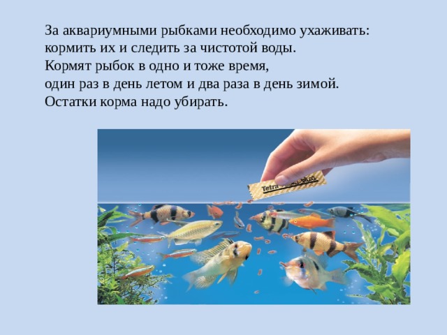 За аквариумными рыбками необходимо ухаживать: кормить их и следить за чистотой воды. Кормят рыбок в одно и тоже время, один раз в день летом и два раза в день зимой. Остатки корма надо убирать. 
