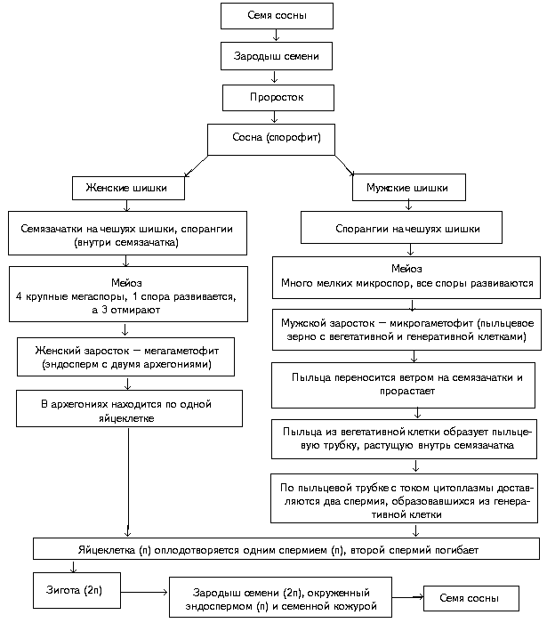 Схема жизненный цикл голосеменных растений схема