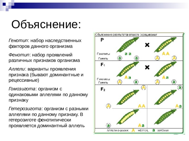 Объяснение: Генотип : набор наследственных факторов данного организма Фенотип : набор проявлений различных признаков организма Аллели : варианты проявления признака (бывают доминантные и рецессивные) Гомозигота : организм с одинаковыми аллелями по данному признаку Гетерозигота : организм с разными аллелями по данному признаку. В гетерозиготе фенотипически проявляется доминантный аллель 