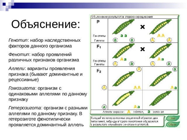 Объяснение: Генотип : набор наследственных факторов данного организма Фенотип : набор проявлений различных признаков организма Аллели : варианты проявления признака (бывают доминантные и рецессивные) Гомозигота : организм с одинаковыми аллелями по данному признаку Гетерозигота : организм с разными аллелями по данному признаку. В гетерозиготе фенотипически проявляется доминантный аллель 