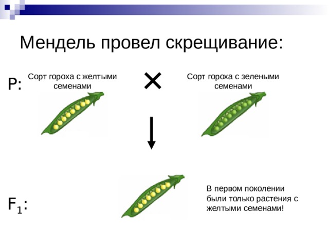 Мендель провел скрещивание: Сорт гороха с желтыми семенами Сорт гороха с зелеными семенами P: В первом поколении были только растения с желтыми семенами! F 1 : 