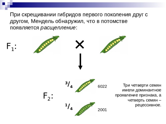 При скрещивании гибридов первого поколения друг с другом, Мендель обнаружил, что в потомстве появляется расщепление : F 1 : 3 / 4 Три четверти семян имели доминантное проявление признака, а четверть семян – рецессивное. 6022 F 2 : 1 / 4 2001 