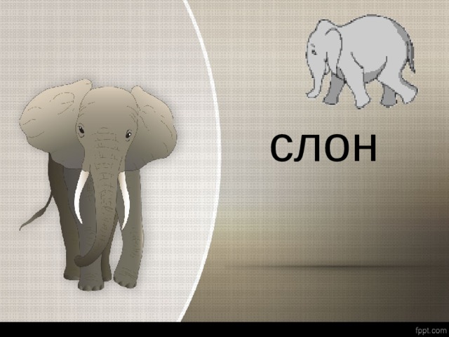слон 
