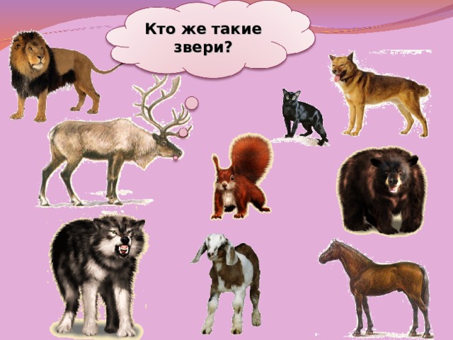 План конспект урока по теме животные