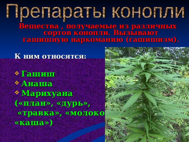 Вещества , получаемые из различных сортов конопли. Вызывают гашишную наркоманию (гашишизм).  К ним относятся:  Гашиш Анаша Марихуана («план», «дурь»,  «травка», «молоко», «каша») 