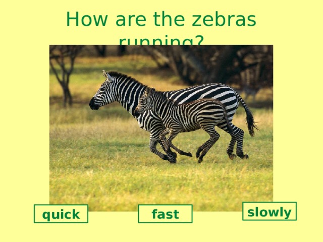 How are the zebras running? slowly quick fast 