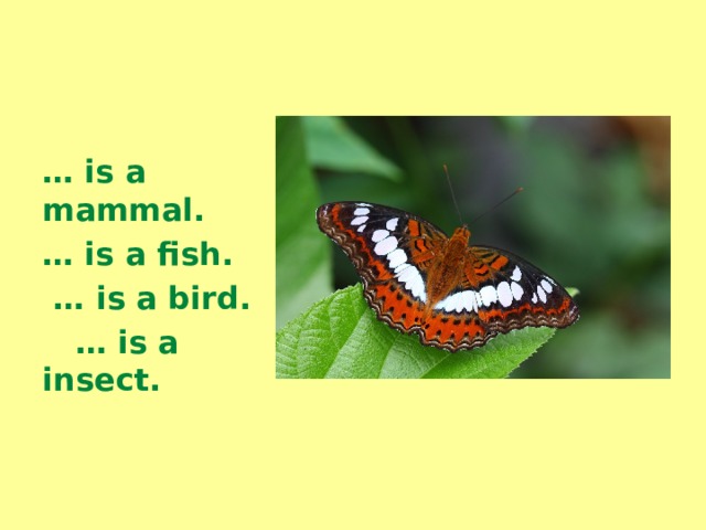   … is a mammal. … is a fish. … is a bird. … is a insect. 