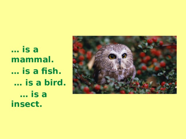   … is a mammal. … is a fish. … is a bird. … is a insect. 
