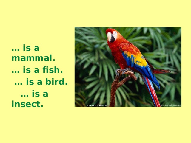   … is a mammal. … is a fish. … is a bird. … is a insect. 