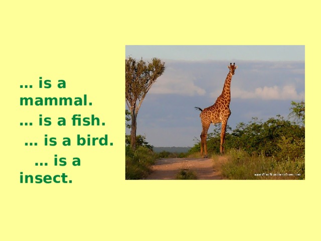   … is a mammal. … is a fish. … is a bird. … is a insect. 