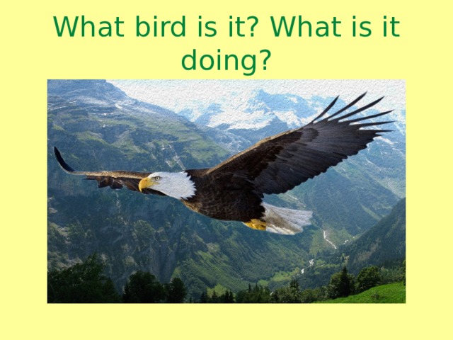 What bird is it? What is it doing? 