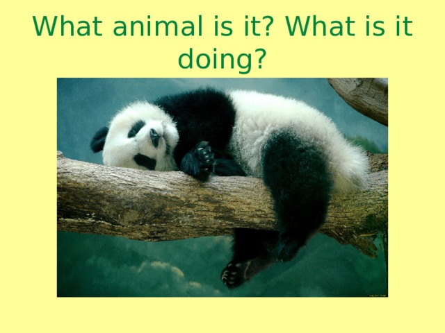 What animal is it? What is it doing? 