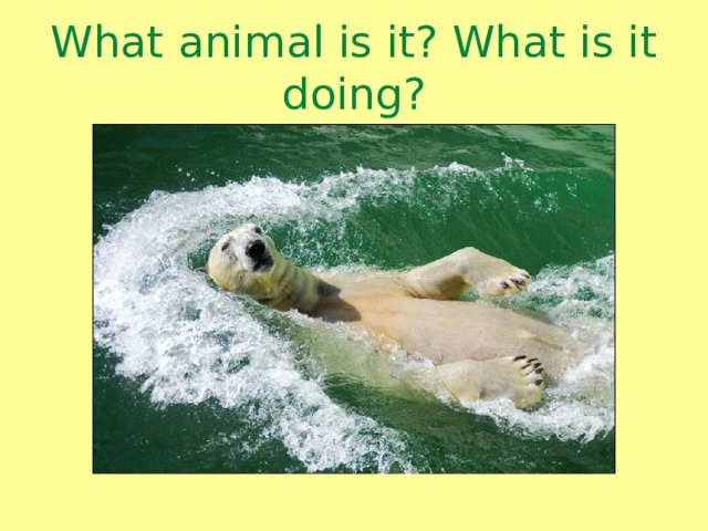 What animal is it? What is it doing? 
