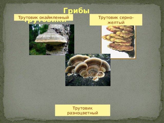 Трутовик окаймленный Трутовик серно-желтый  Грибы трутовики  Трутовик разноцветный 