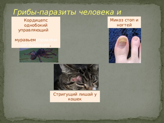 Кордицепс однобокий управляющий  муравьем управляющи муравьем , Микоз стоп и ногтей Стригущий лишай у кошек Грибы-паразиты человека и животных  