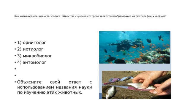    Как называют специалиста-зоолога, объектом изучения которого являются изображённые на фотографии животные?      1) орнитолог 2) ихтиолог 3) микробиолог 4) энтомолог     Объясните свой ответ с использованием названия науки по изучению этих животных. 