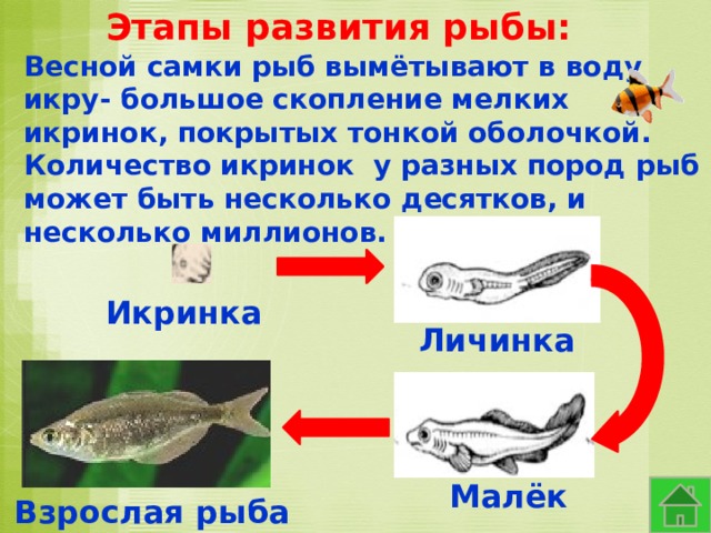 Рыбы огэ биология. Этапы развития рыбы. Стадии развития рыбы. Схема развития рыбы. Как развиваются рыбы.
