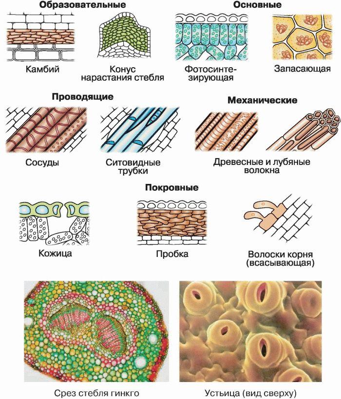 Ткань образующая. Строение растительных тканей 6 класс биология. Клеточное строение основной ткани растений. Виды растительных тканей биология 5 класс. Схема растительной ткани биология.