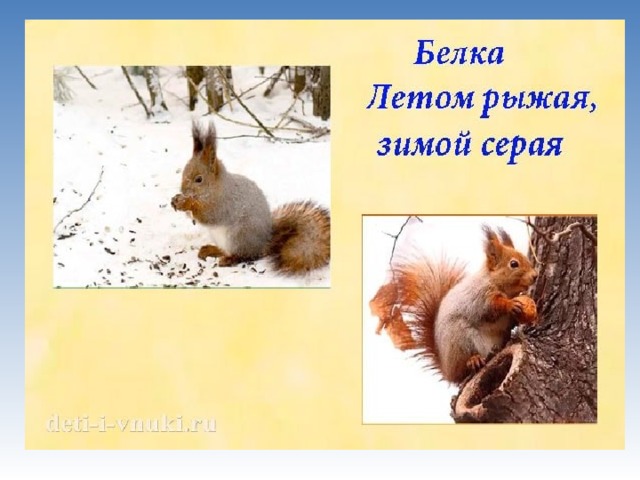 Белка как готовится к зиме 2 класс. Белки готовятся к зиме. Животные готовятся к зиме. Как белка готовится к зиме. Звери зимой для детей белка.