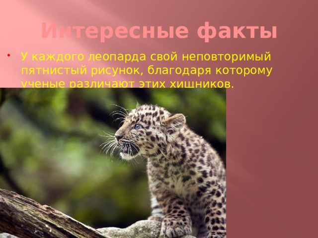 Интересные факты У каждого леопарда свой неповторимый пятнистый рисунок, благодаря которому ученые различают этих хищников.  