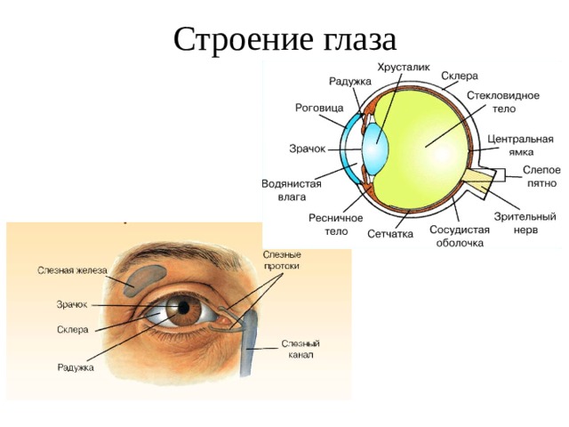 Презентация глаз как оптическая система 7 класс