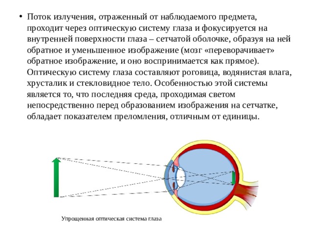 Какое изображение создает оптическая система глаза на сетчатке