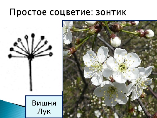 Схема соцветия простой зонтик