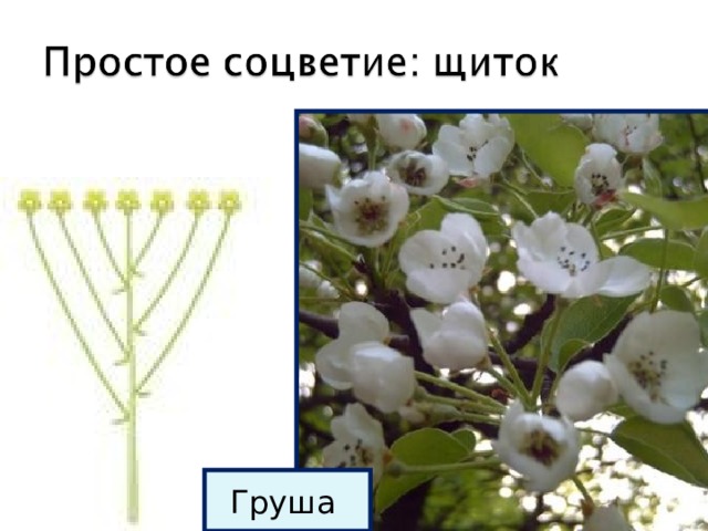 Груша схема соцветия