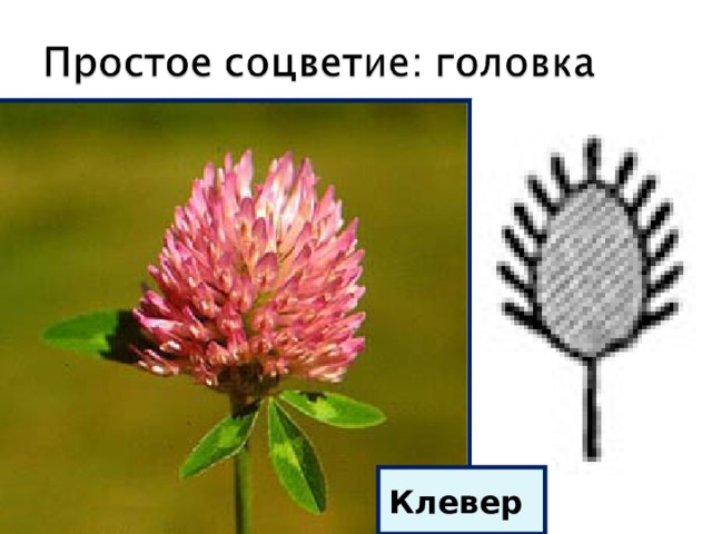 Клевер схема соцветия