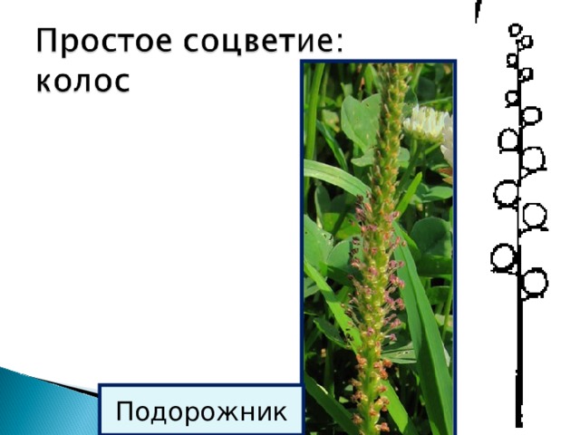 Рисунок соцветия подорожника