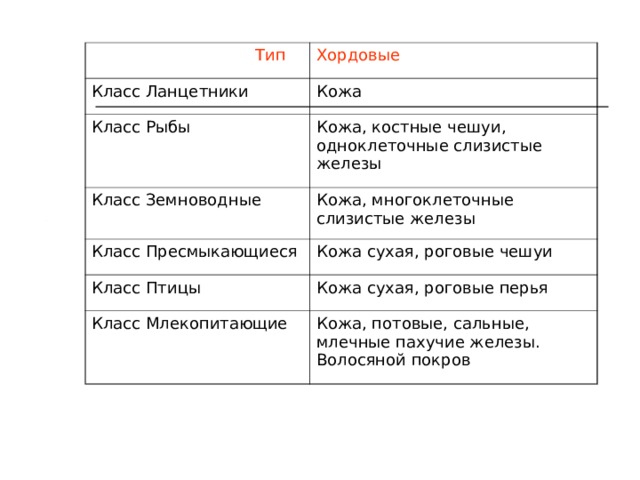  Тип Хордовые Класс Ланцетники Кожа Класс Рыбы Кожа, костные чешуи, одноклеточные слизистые железы Класс Земноводные Кожа, многоклеточные слизистые железы Класс Пресмыкающиеся Кожа сухая, роговые чешуи Класс Птицы Кожа сухая, роговые перья Класс Млекопитающие Кожа, потовые, сальные, млечные пахучие железы. Волосяной покров 