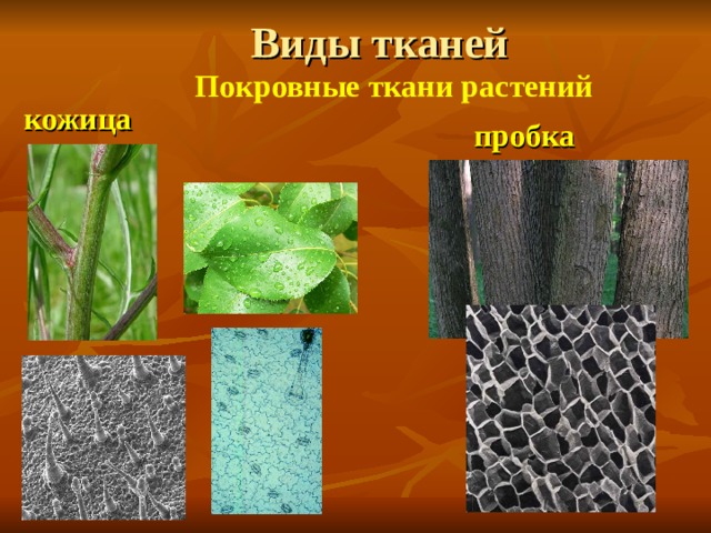 Виды тканей   Покровные ткани растений кожица пробка 