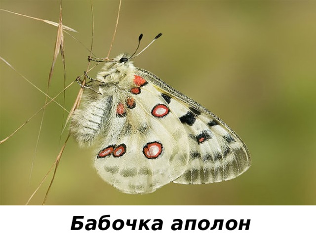 Бабочка аполон 
