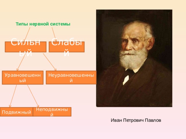 6 типов нервной системы