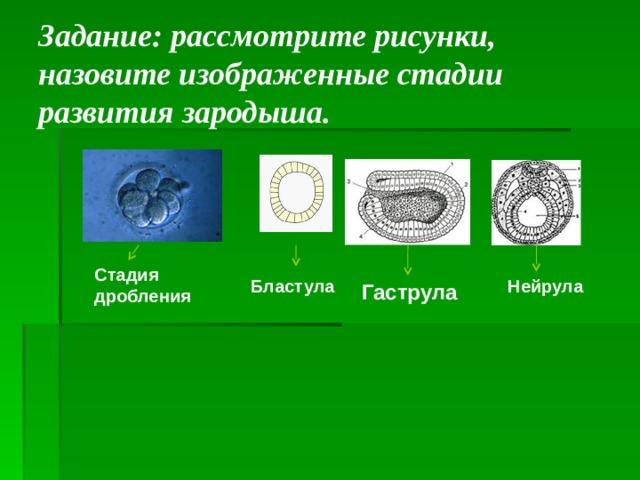  Задание: рассмотрите рисунки, назовите изображенные стадии развития зародыша.   Стадия дробления Бластула Нейрула Гаструла 