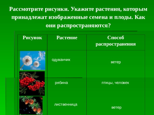 Контрольная работа многообразие растений