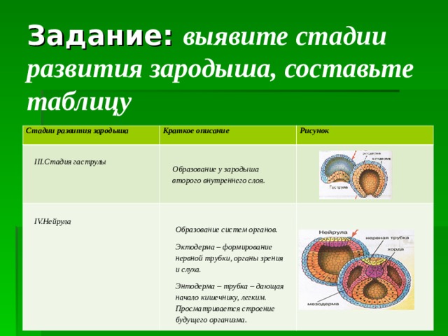   Задание: выявите стадии развития зародыша, составьте таблицу   Стадии развития зародыша Краткое описание   Рисунок III .Стадия гаструлы Образование у зародыша второго внутреннего слоя. IV. Нейрула Образование систем органов. Эктодерма – формирование нервной трубки, органы зрения и слуха. Энтодерма – трубка – дающая начало кишечнику, легким. Просматривается строение будущего организма. 