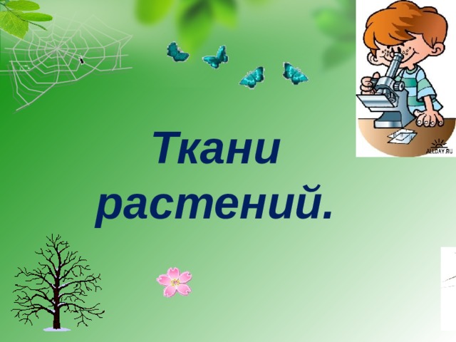 Ткани растений.  