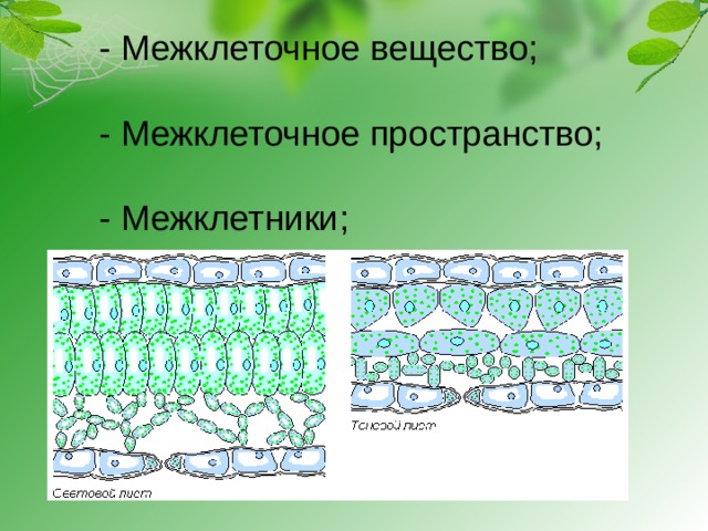 - Межклеточное вещество;   - Межклеточное пространство;   - Межклетники;   