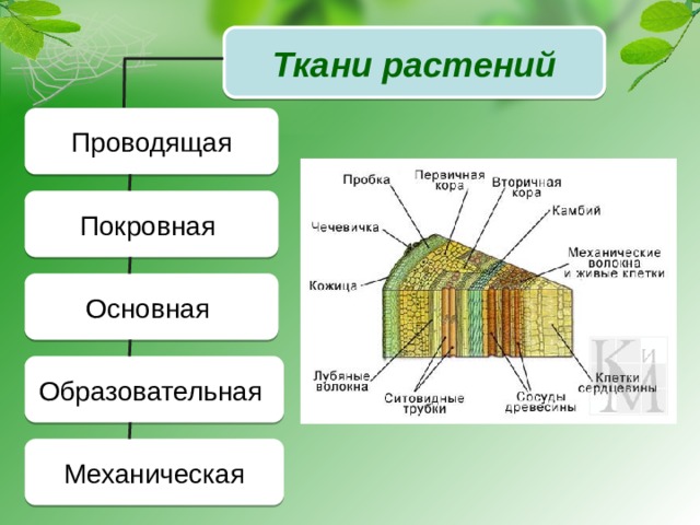 Проводящая ткань рисунок