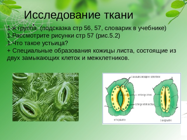 Исследование ткани 1-я группа. (подсказка стр 56, 57, словарик в учебнике) 1.Рассмотрите рисунки стр 57 (рис.5.2) 1.Что такое устьица? + Специальные образования кожицы листа, состоящие из двух замыкающих клеток и межклетников. 