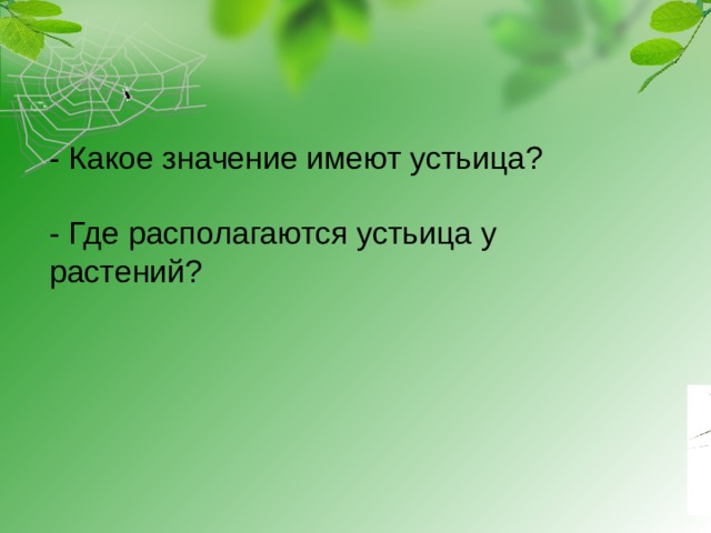 - Какое значение имеют устьица?   - Где располагаются устьица у растений?       
