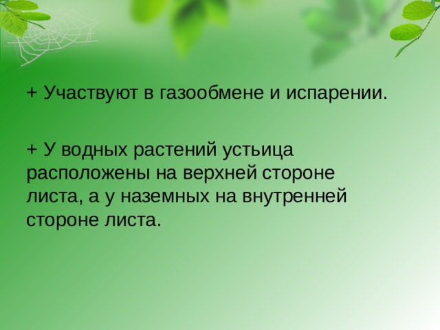 + Участвуют в газообмене и испарении.    + У водных растений устьица расположены на верхней стороне листа, а у наземных на внутренней стороне листа.   
