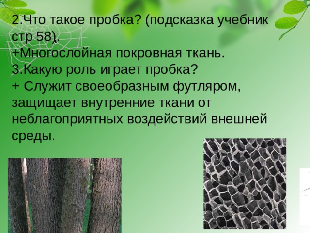 2.Что такое пробка? (подсказка учебник стр 58). +Многослойная покровная ткань. 3.Какую роль играет пробка? + Служит своеобразным футляром, защищает внутренние ткани от неблагоприятных воздействий внешней среды. 
