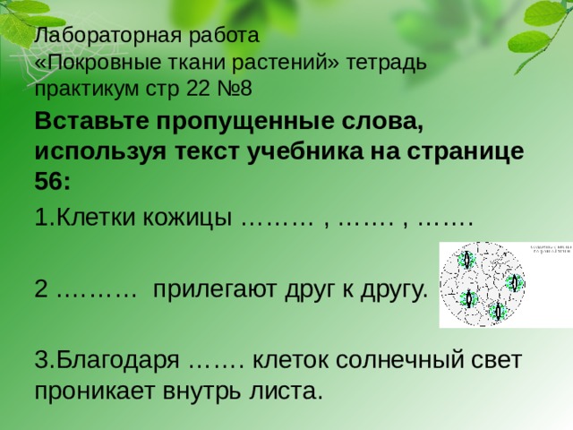 Какую функцию выполняет покровная ткань у растений. Покровные листочки цветка. Защита растений покровная ткань. Термин покровная ткань буква. Загадка про покровную ткань.