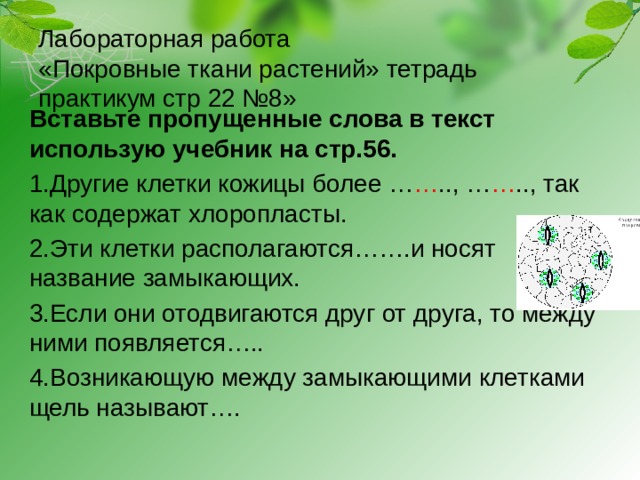 Лабораторная работа растительные ткани 6 класс биология