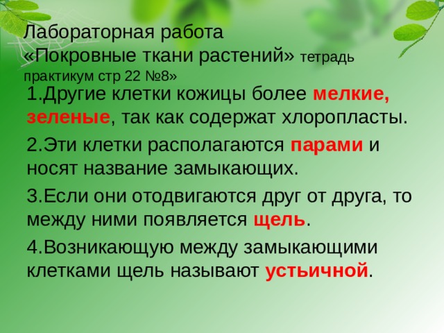 Лабораторная работа  «Покровные ткани растений» тетрадь практикум стр 22 №8» 1.Другие клетки кожицы более мелкие,  зеленые , так как содержат хлоропласты. 2.Эти клетки располагаются парами и носят название замыкающих. 3.Если они отодвигаются друг от друга, то между ними появляется щель . 4.Возникающую между замыкающими клетками щель называют устьичной . 