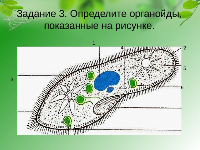 Задание 3. Определите органойды, показанные на рисунке.   1 2 4 5 3 6 