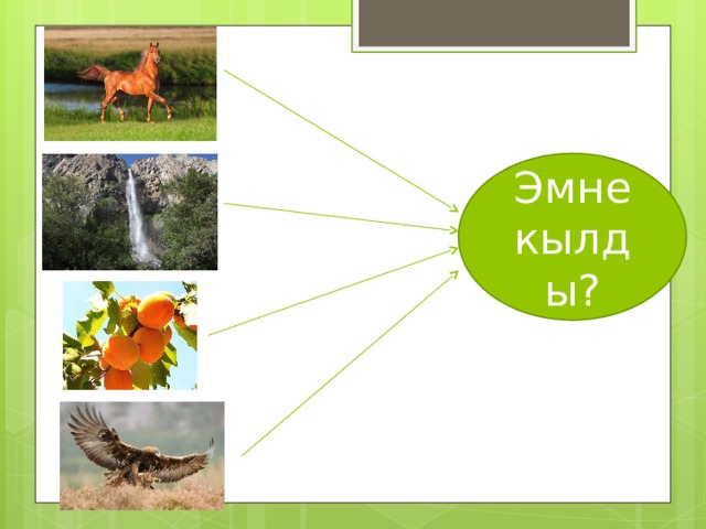 Эмне кылды? 